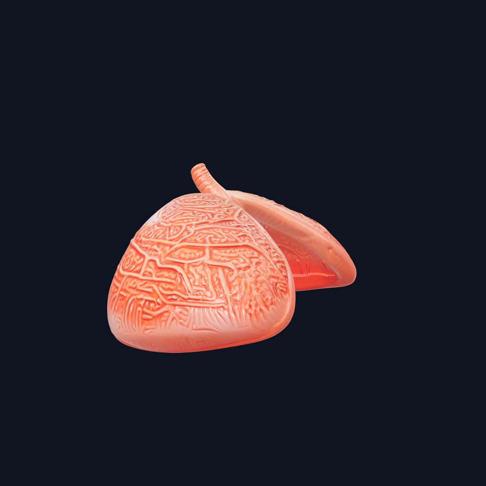 Detailed Anatomical Lungs 3D Model